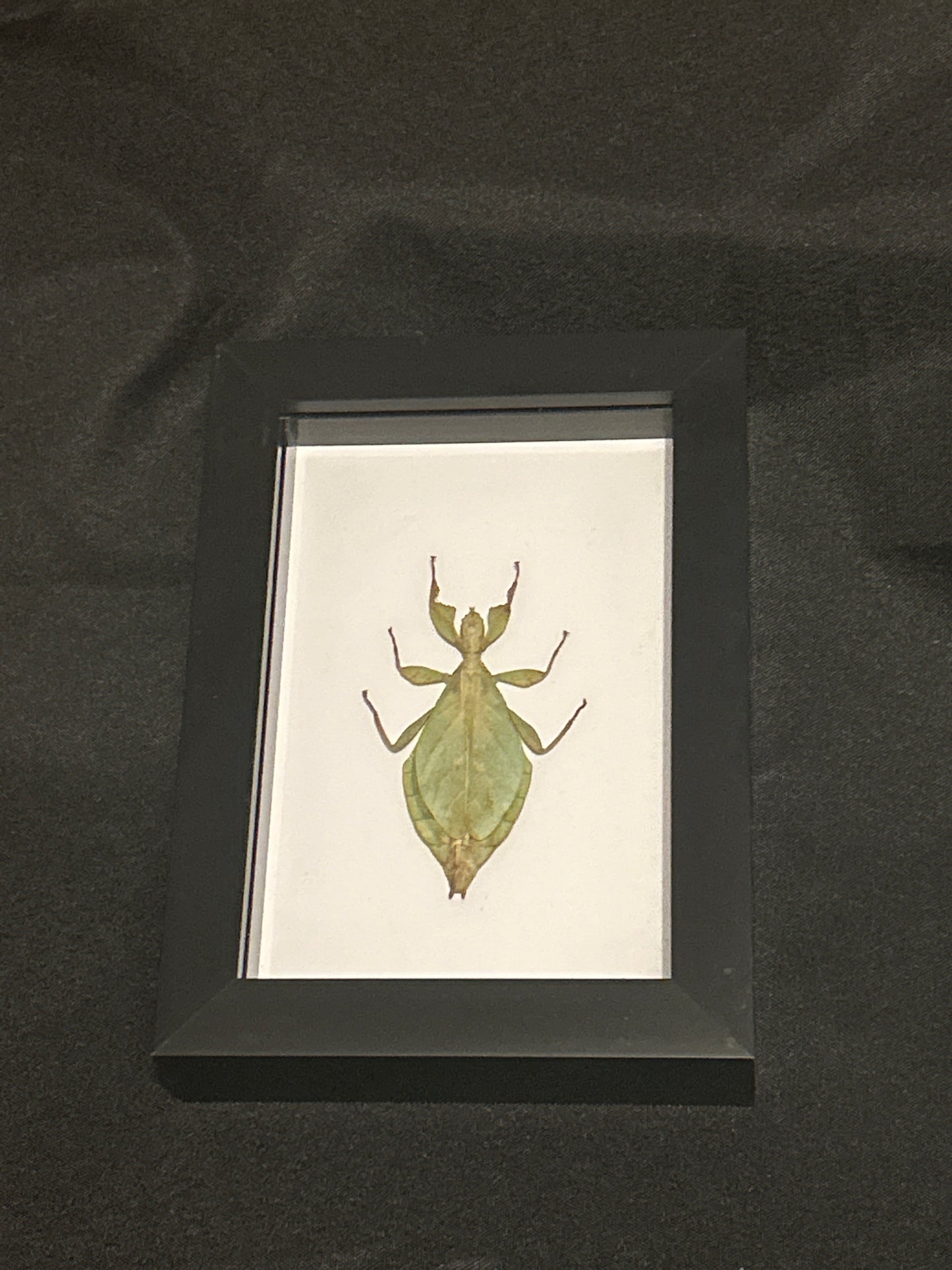 Phyllium jacobsoni Frame