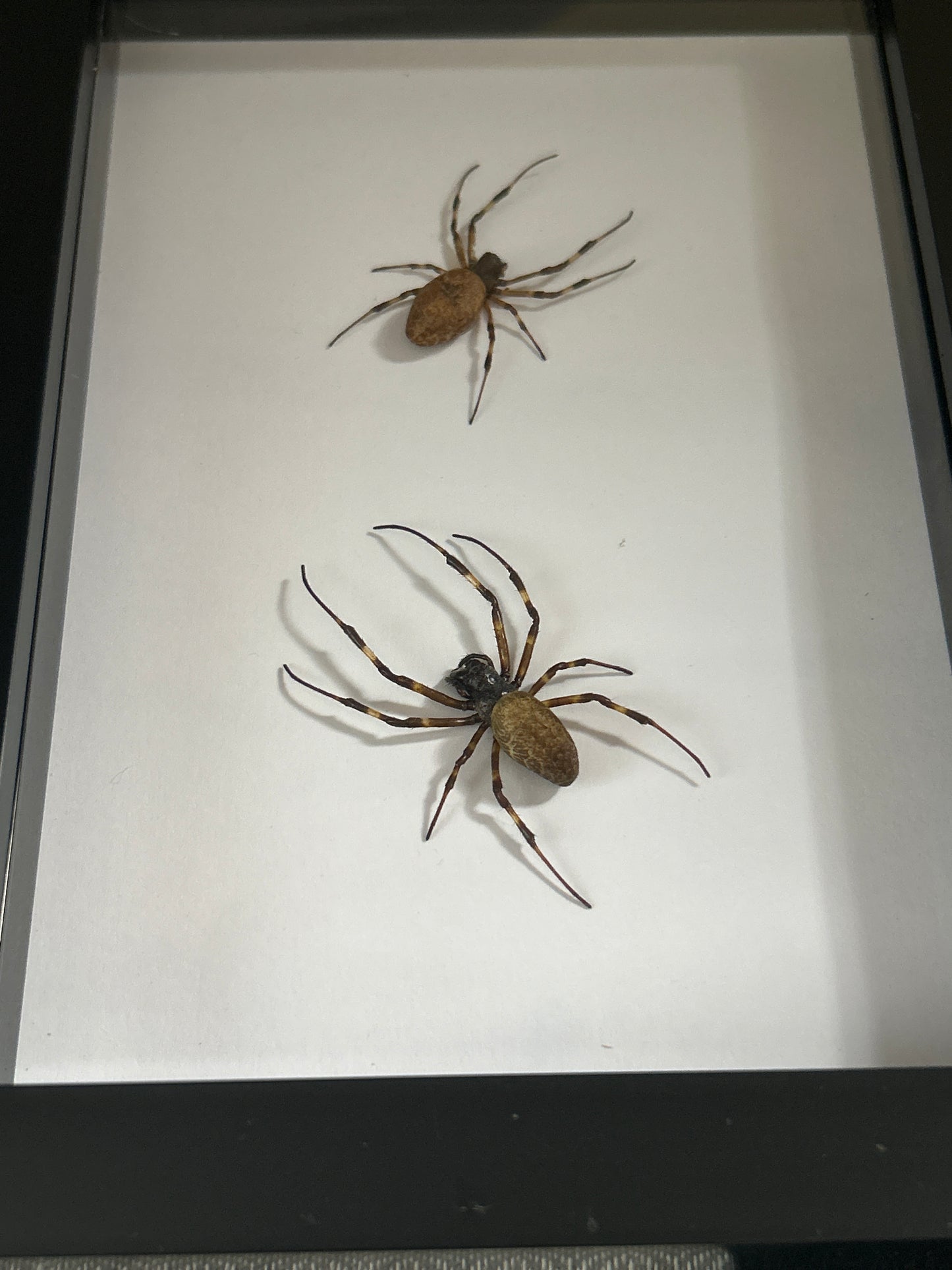 Spider Duo Frame