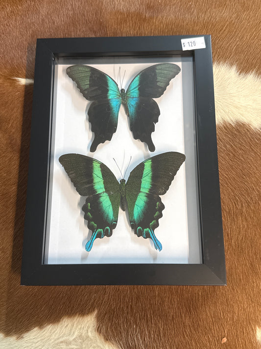 Papilio peranthus & Blumei Butterfly Duo Frame (2)