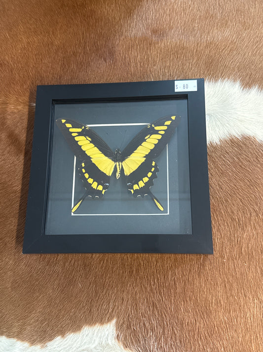 Papilio Thoas Butterfly in a Frame