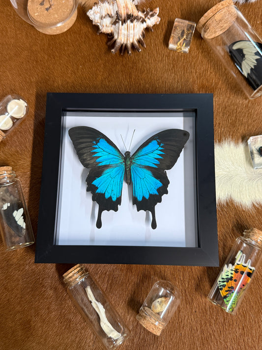 Ulysses Butterfly in a frame