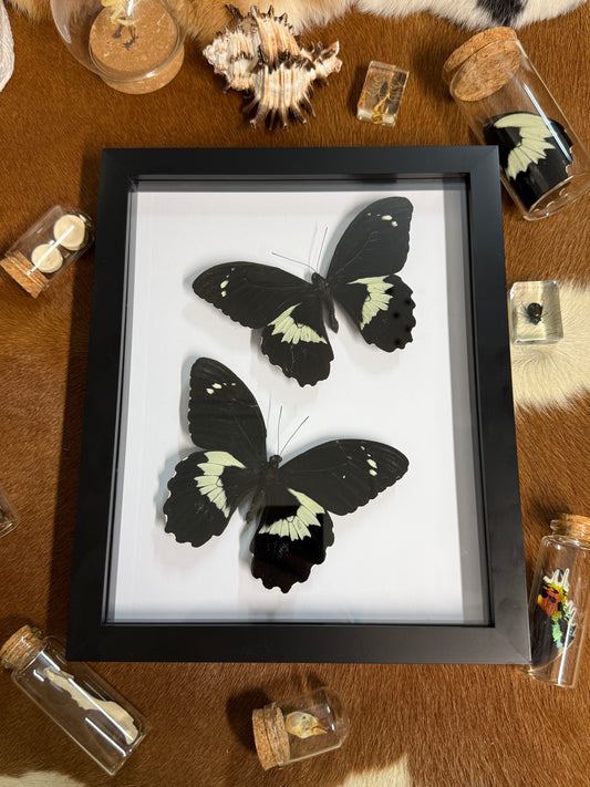 Papilio gambrisius collosus Duo Butterfly frame