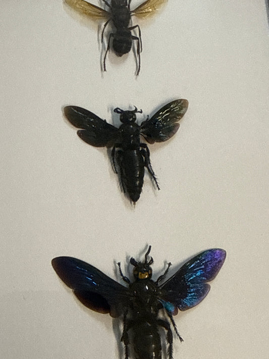 Wasp Trio Frame