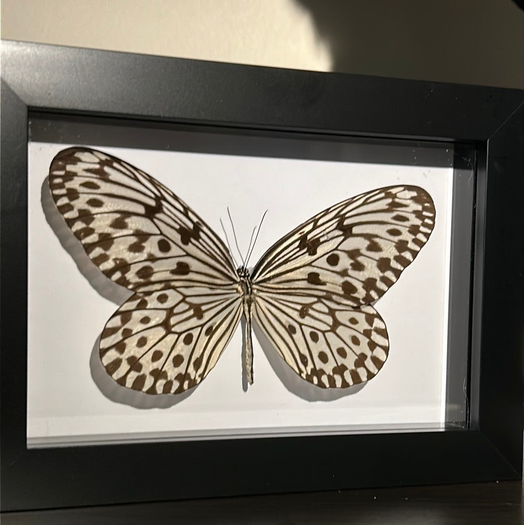 Idea stolli (M) butterfly in a Frame