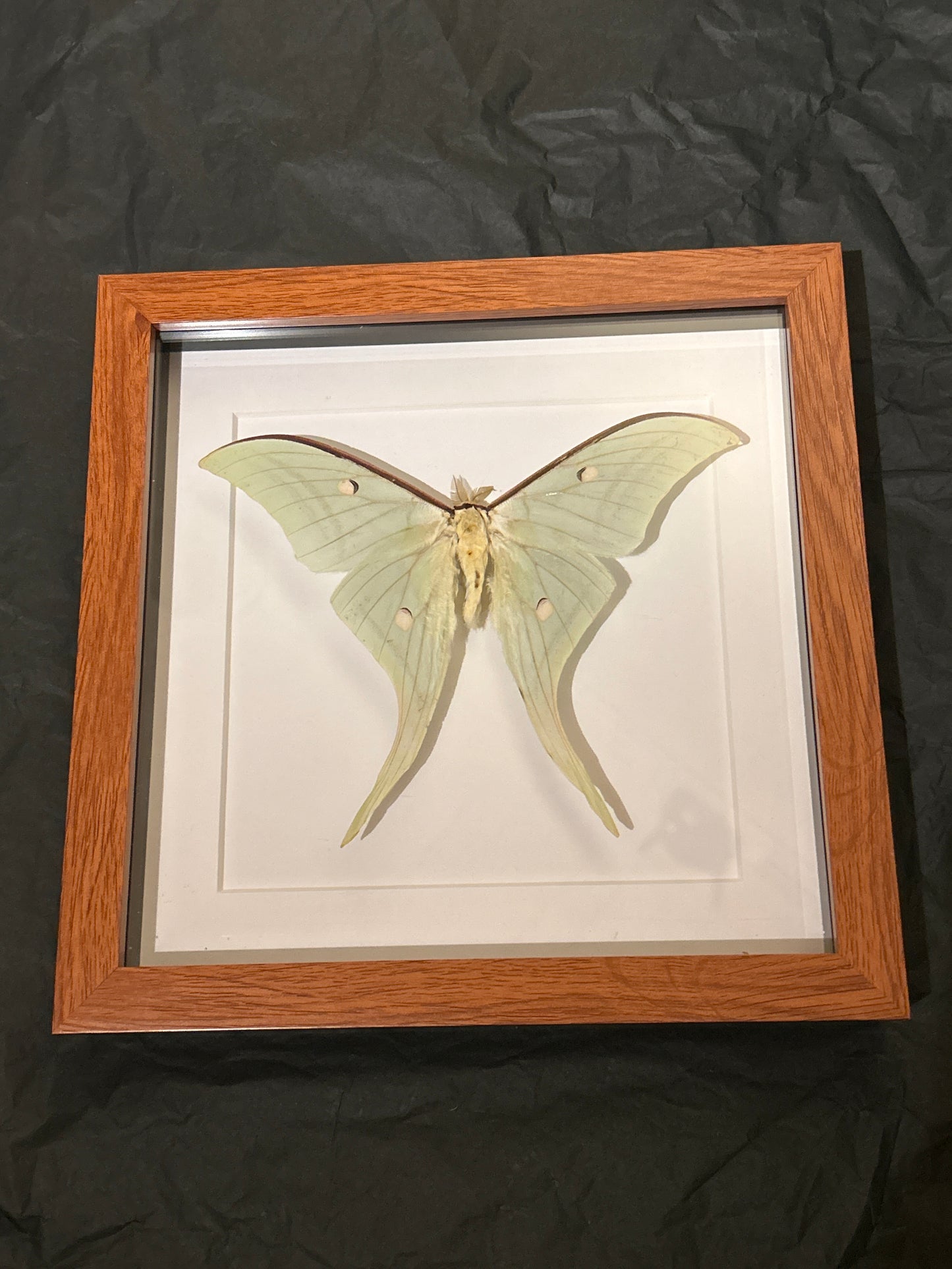 Luna Moth in a frame