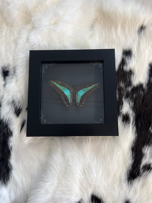 Common Blue Bottle Butterfly in a Frame