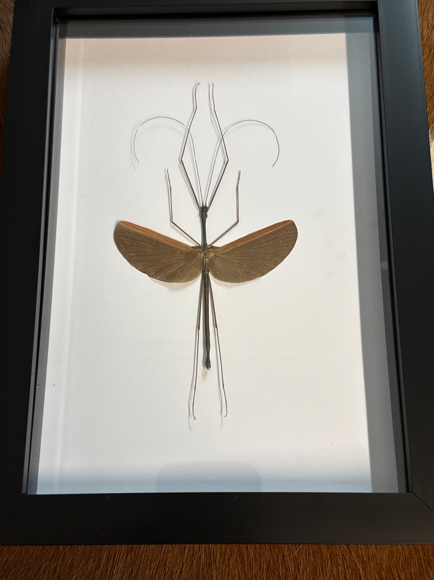 Gargantuoidea triumphalis Stick Insect in a Frame