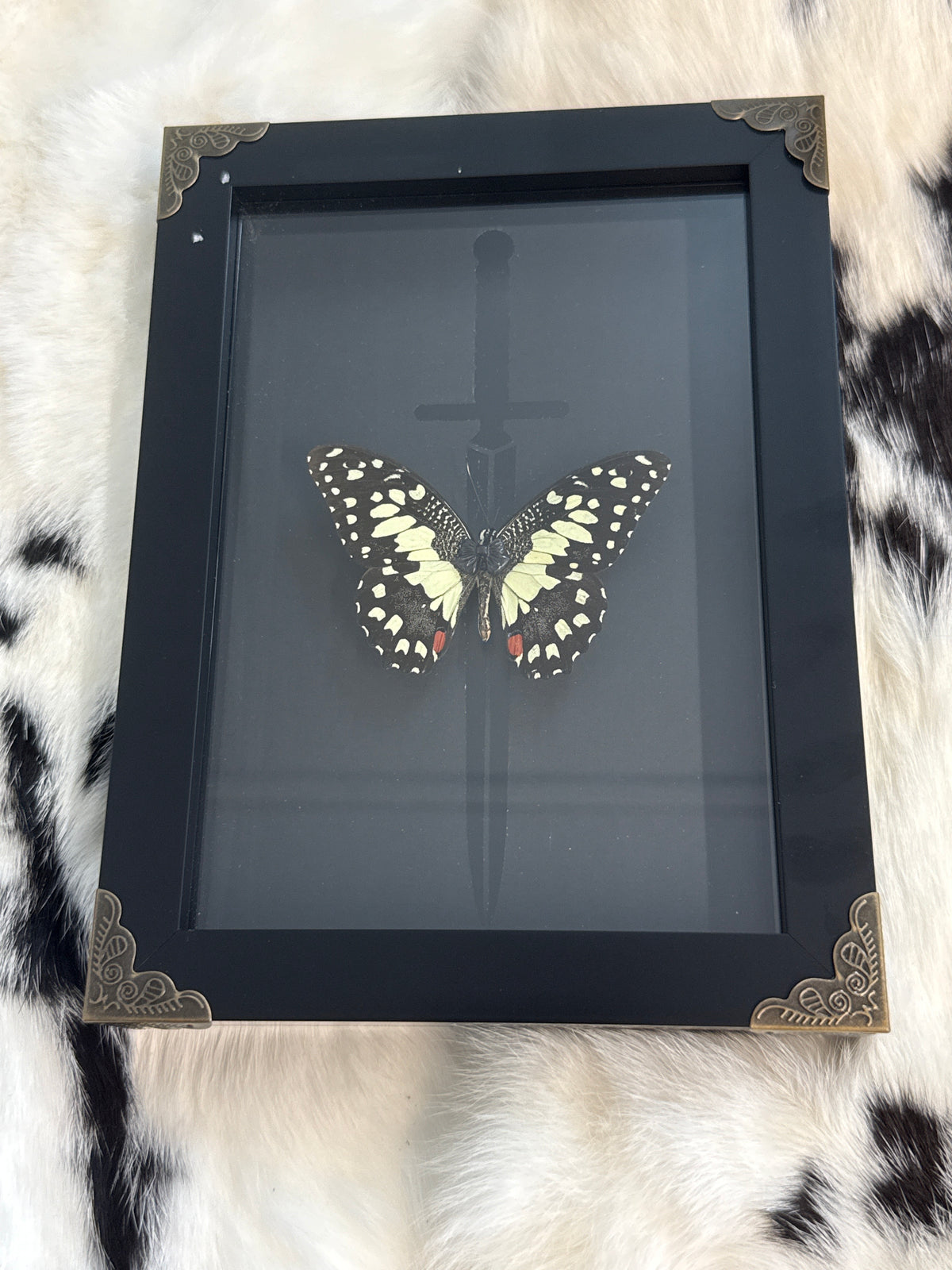 Papilio demoleus libanius Butterfly in a Frame