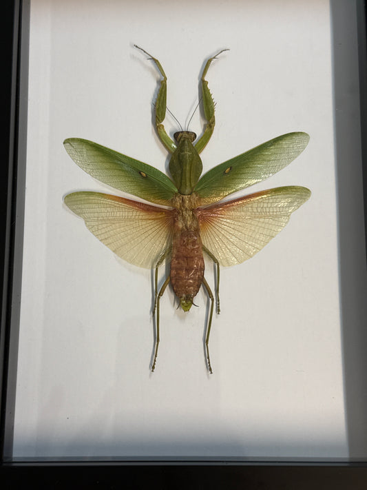 Rhombera javana Praying Mantis in a Frame
