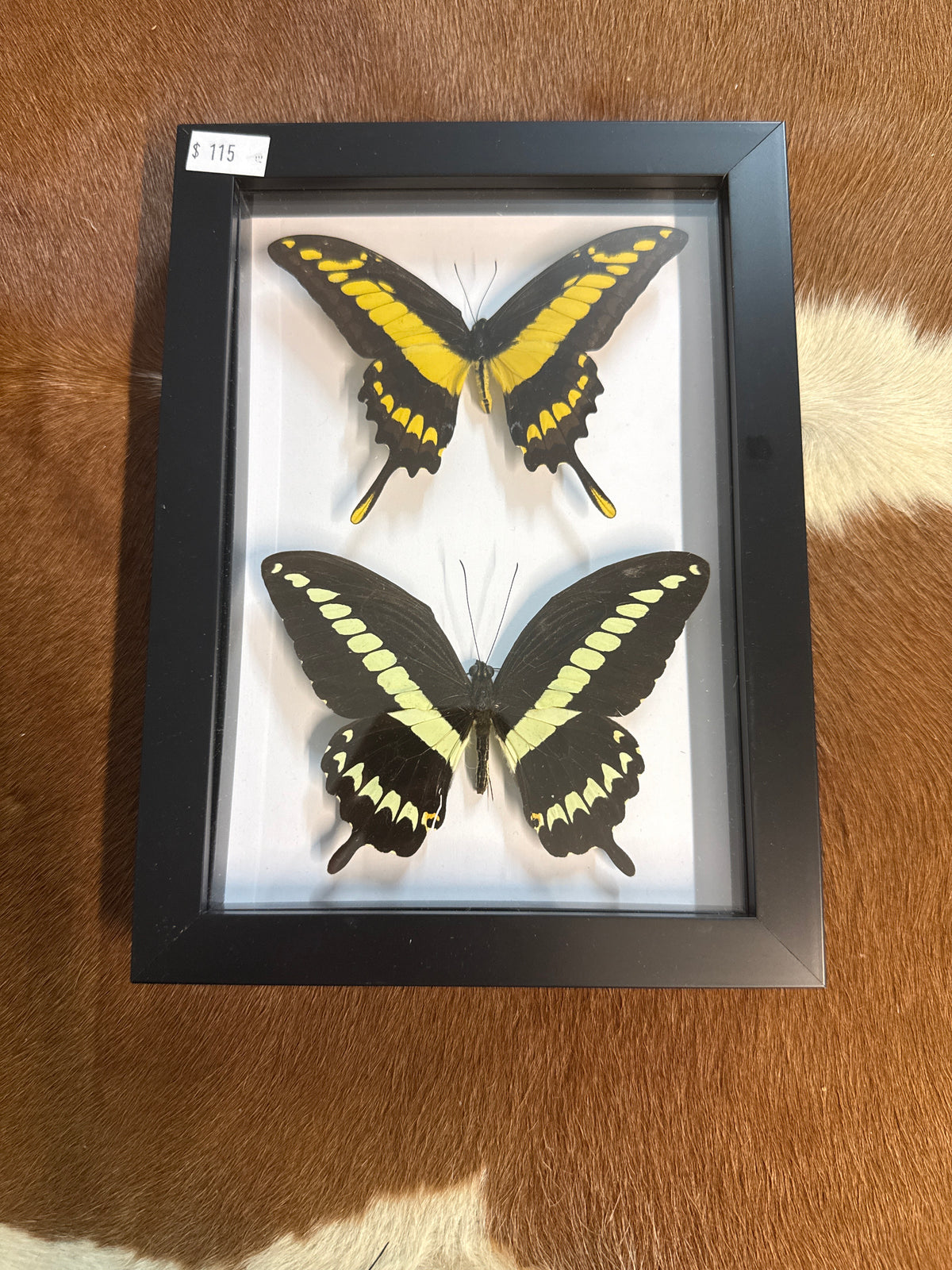P. gigon & King Thoas Butterfly Duo