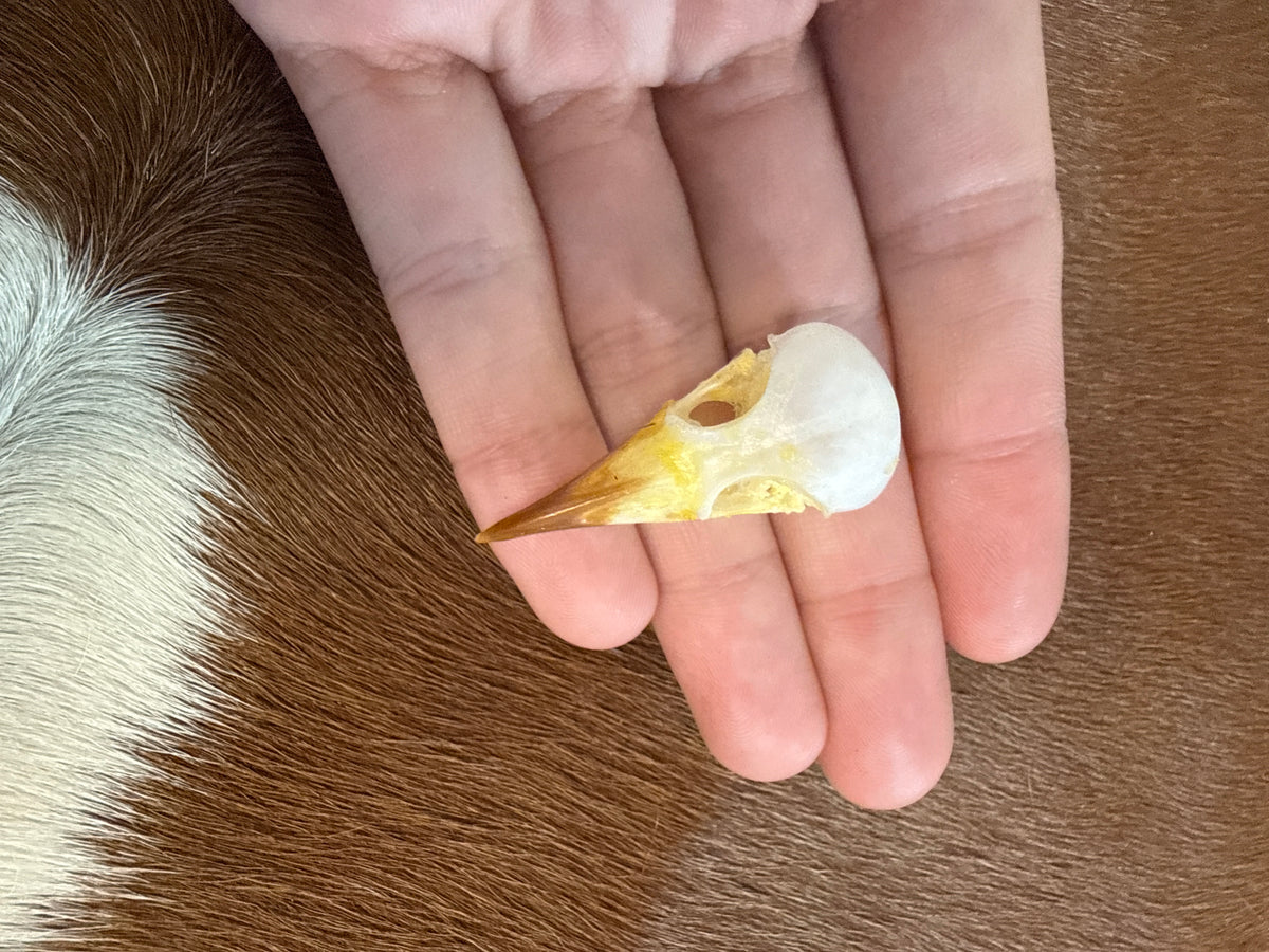 Sooty-headed Bulbul (Pycnonotus aurigaster) Bird Skull