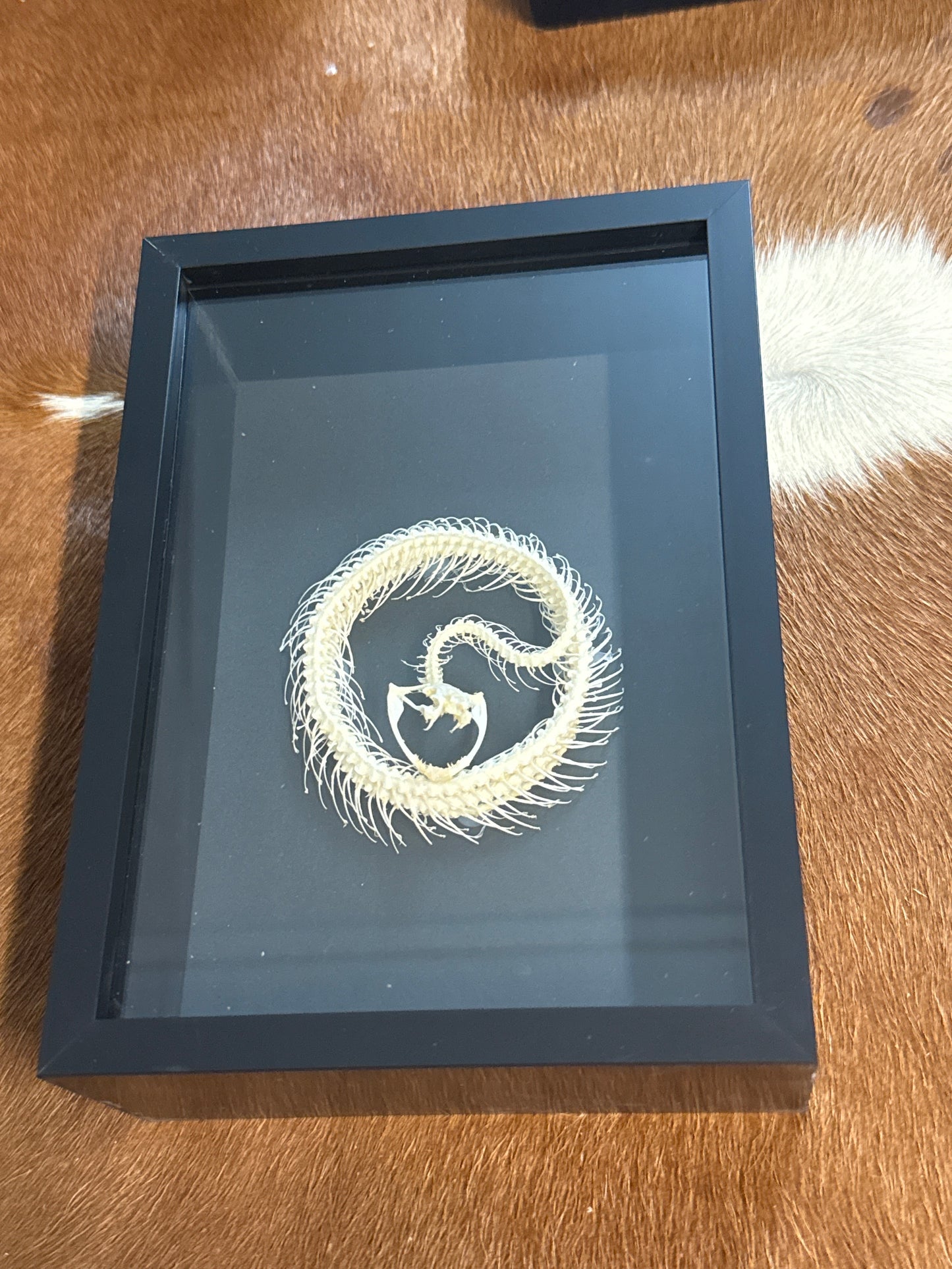 Trimeresurus Albolabris Snake Skeleton in a Frame
