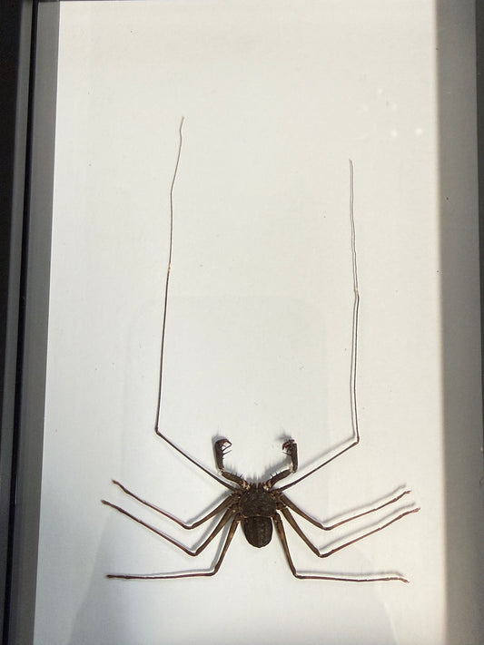 Whip Scorpion - Thelphonus feuerborni Frame - Pumpkin Cat Collectables