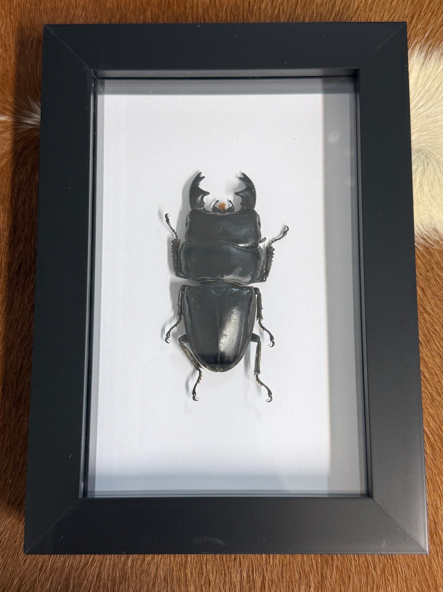 Dorcus alcides Beetle Frame - Pumpkin Cat Collectables