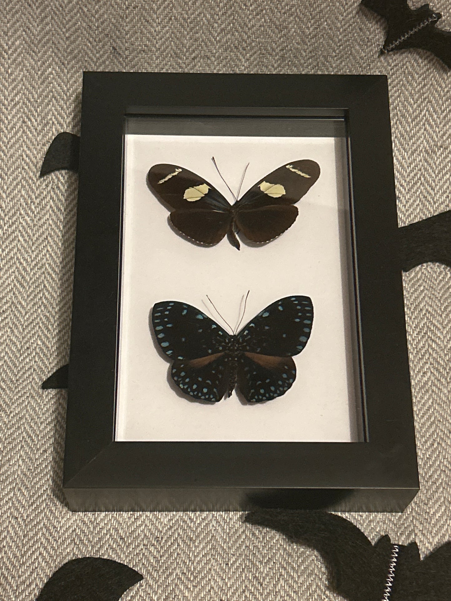 Blue Butterfly Duo Frame