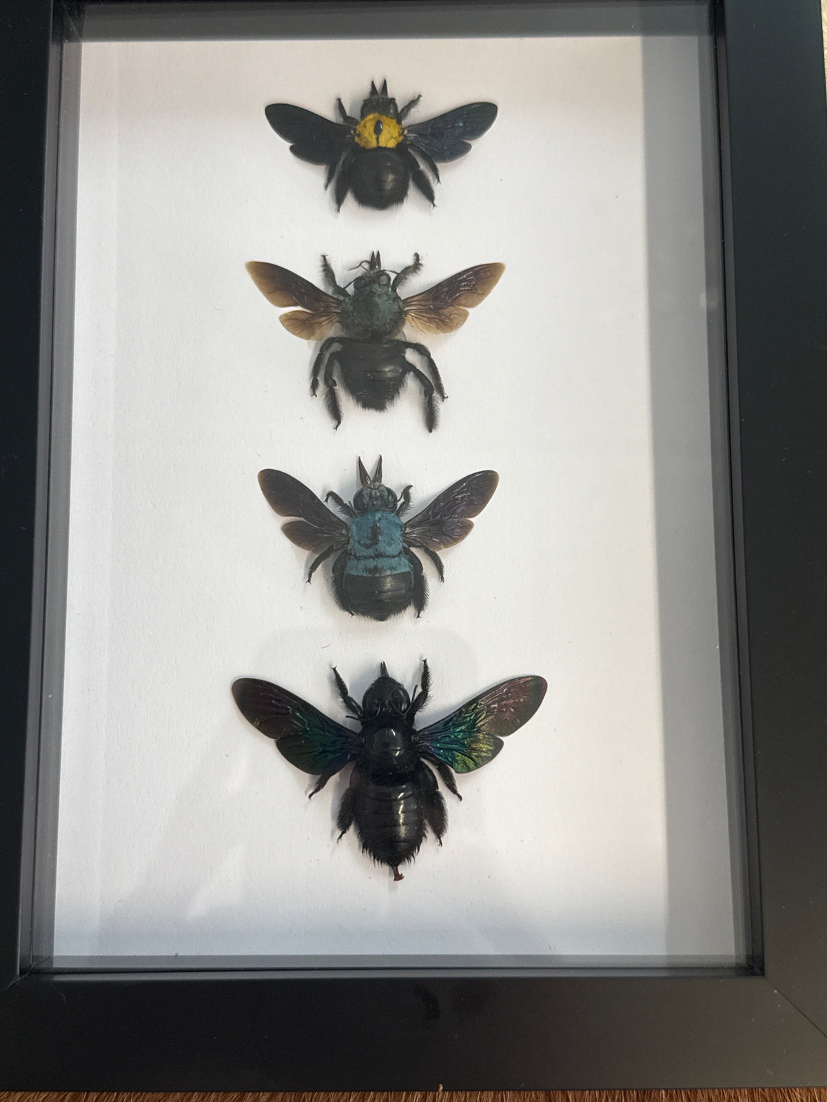 Carpenter Bee Quad Frame