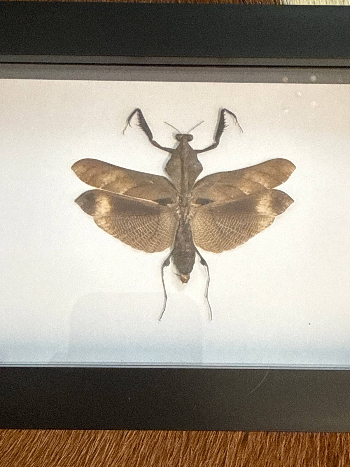 Deroplatys desiccata Praying Mantis in a Frame