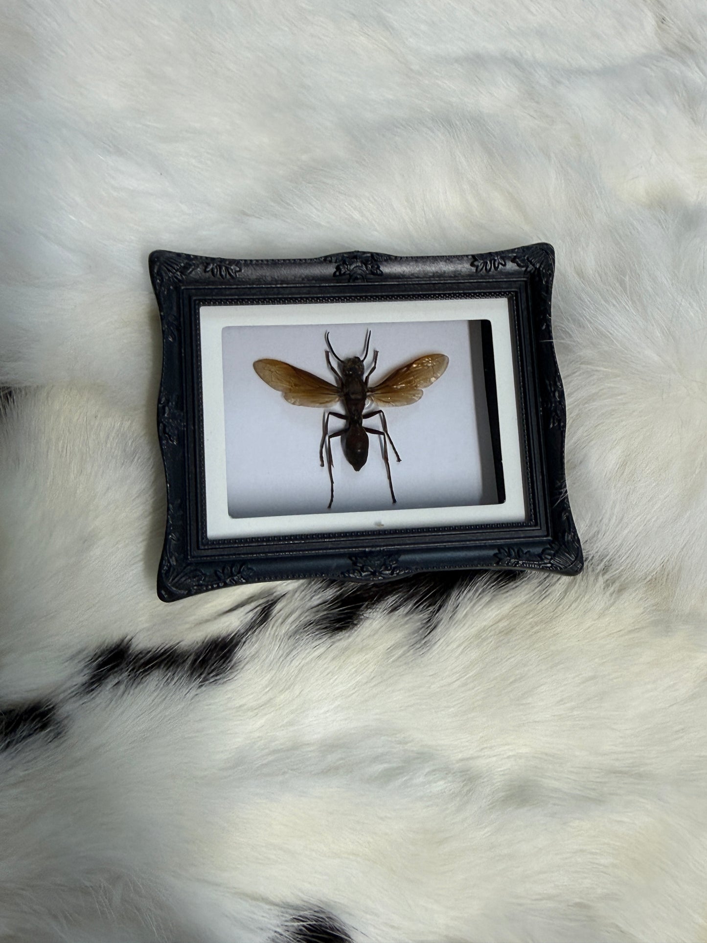 Bug Fridge Magnet Mini Frame - Pumpkin Cat Collectables