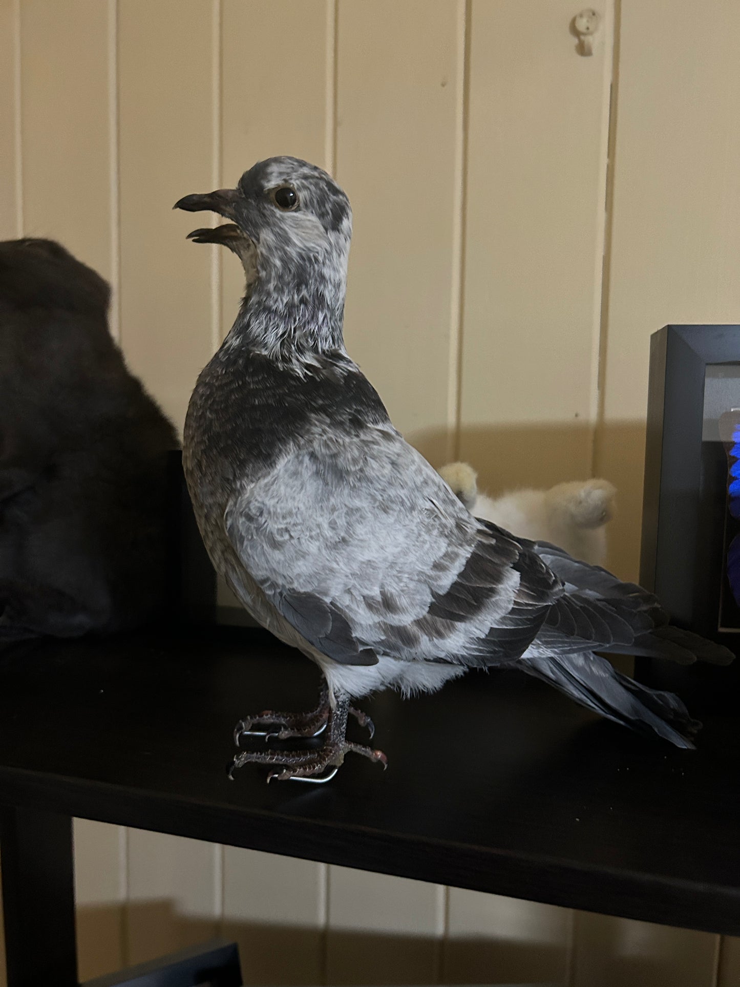 Two Headed Taxidermy Pigeon