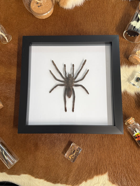 Large Selenocosmia dolichoplectra Tarantula Frame