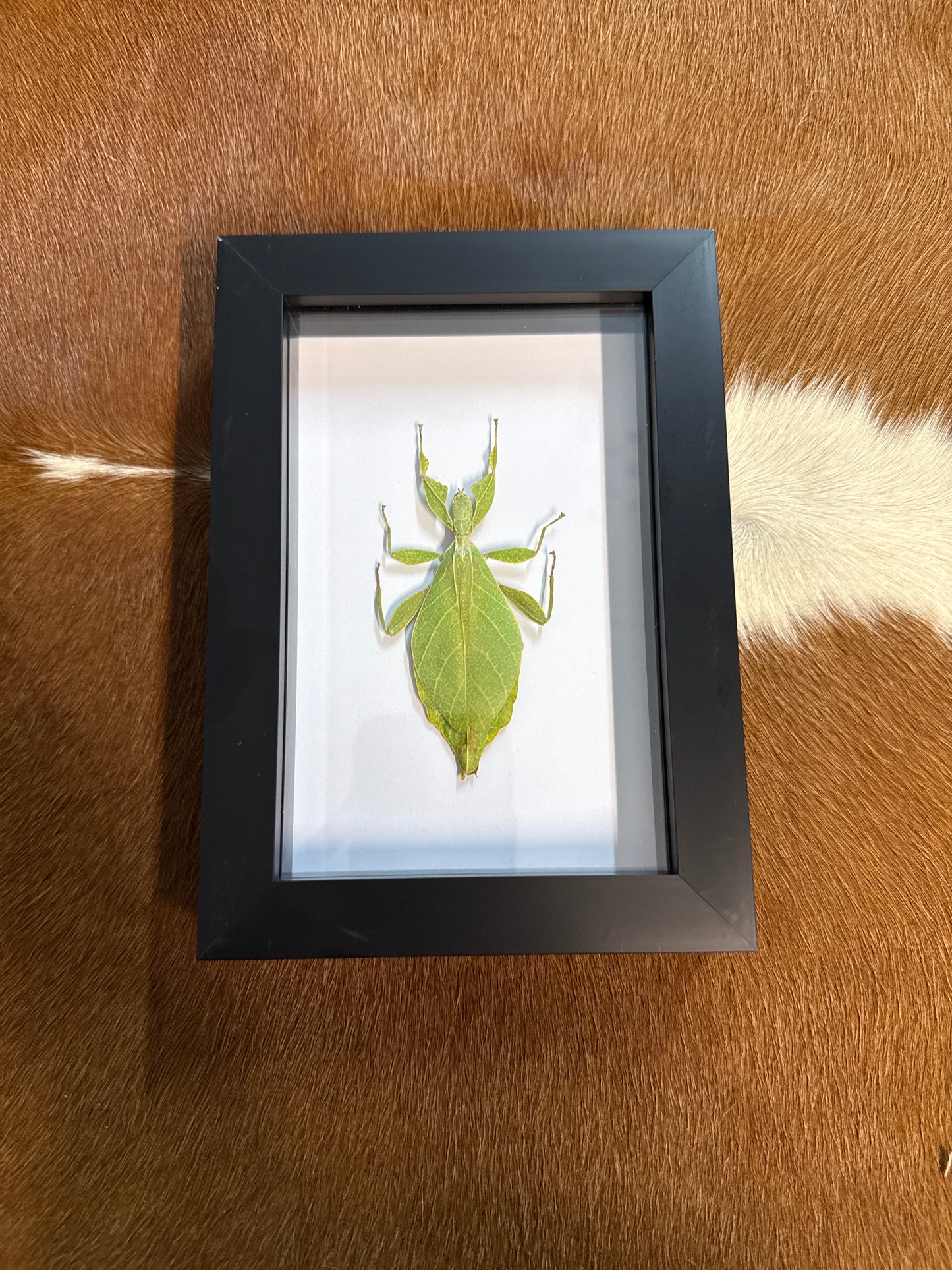 Phyllium jacobsoni Leaf Insect in a Frame