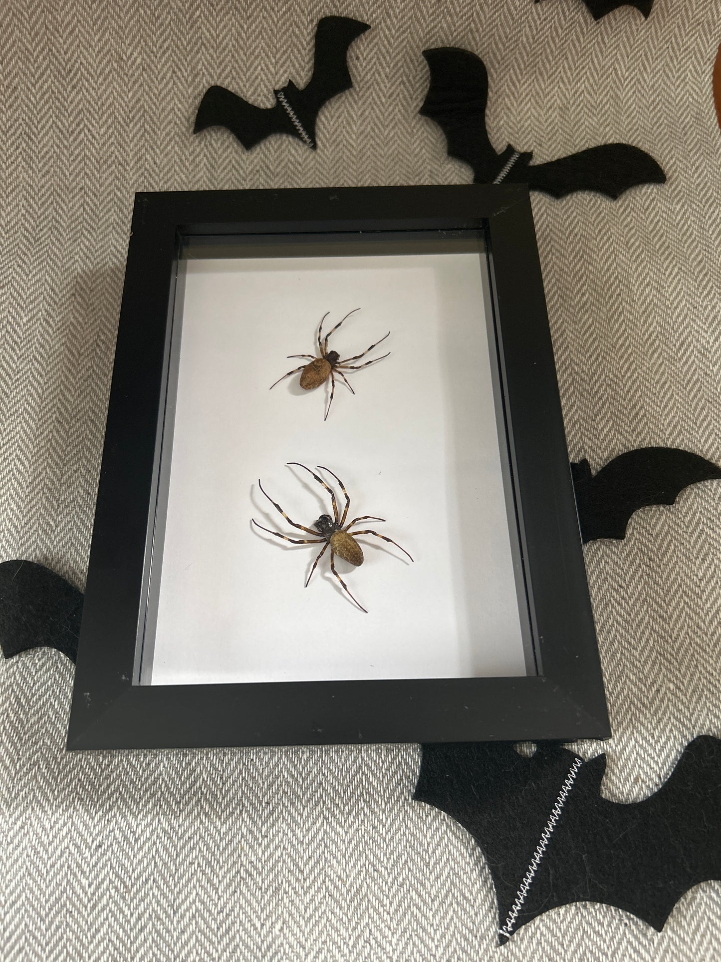 Spider Duo Frame