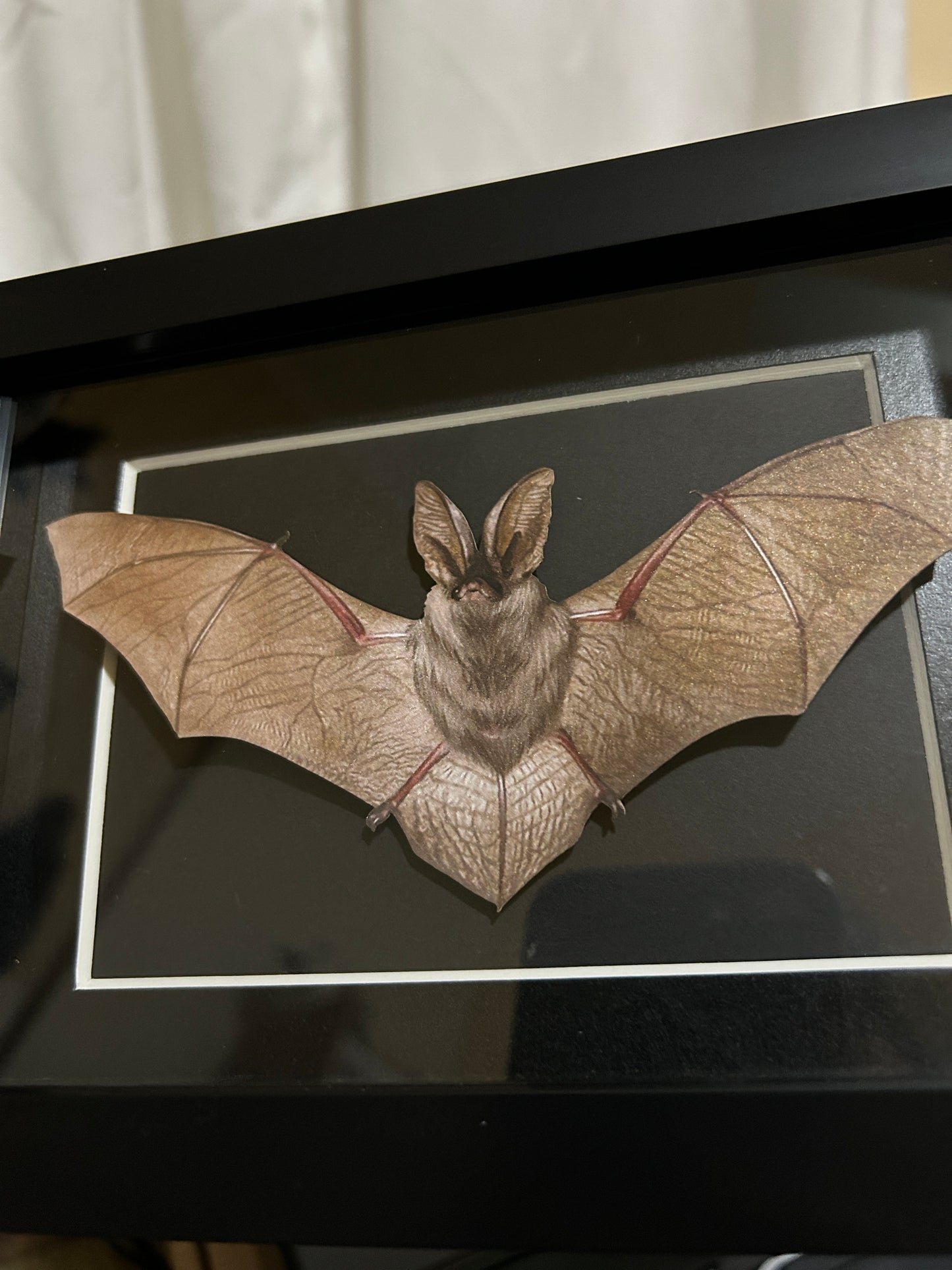 Replica Brown Long-Eared Bat Frame