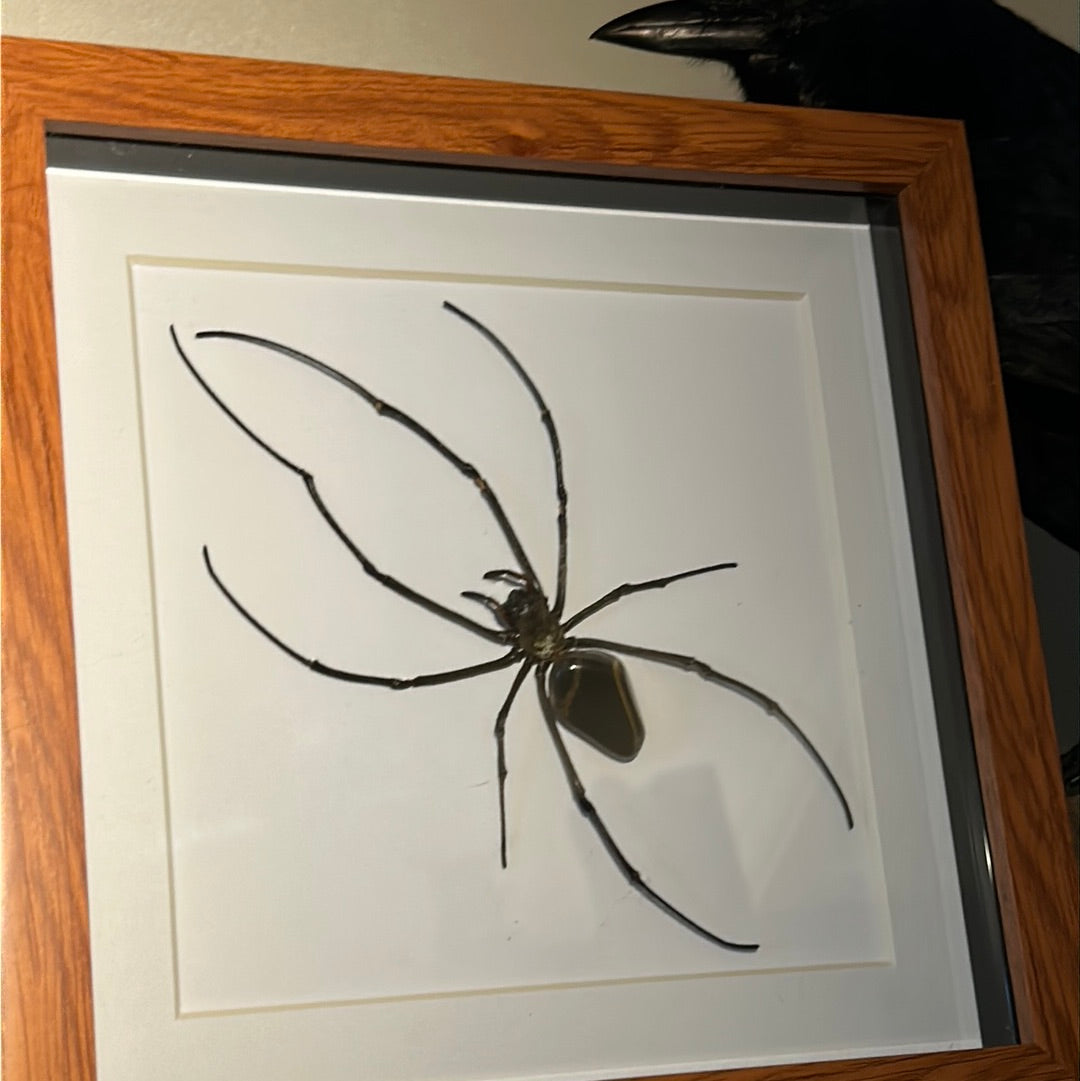 Giant Orb Spider in a frame with Gemstone