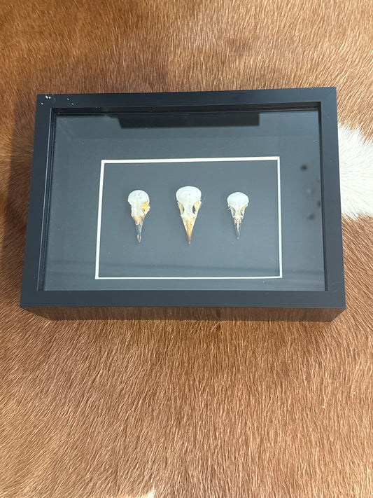 Bird Skull Trio Frame