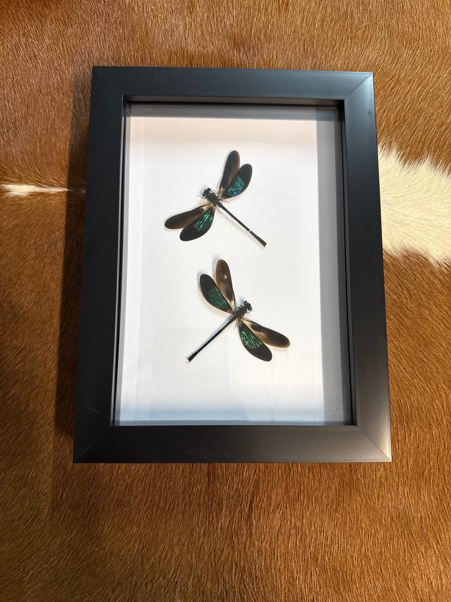 Euphaea variegata Damselfy Duo Frame