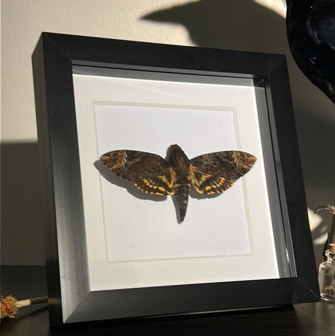 Deaths Head Hawk Moth in a frame (B)