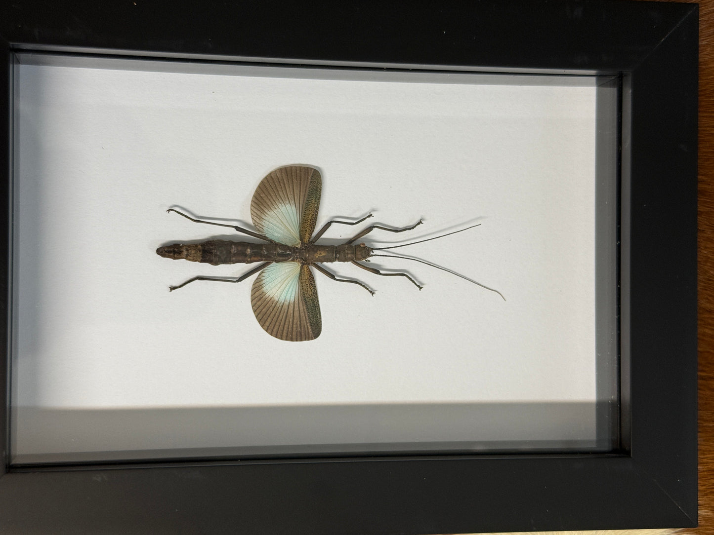 Orthomeria versicolor Stick Insect Frame - Pumpkin Cat Collectables