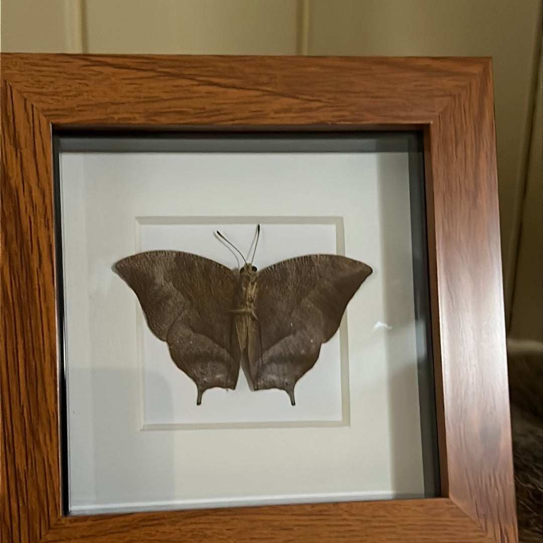 Fountainea tehuana Butterfly in a frame
