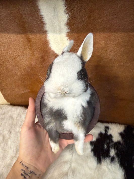 Bunny Bust Wall Mount 'Bender' - Pumpkin Cat Collectables