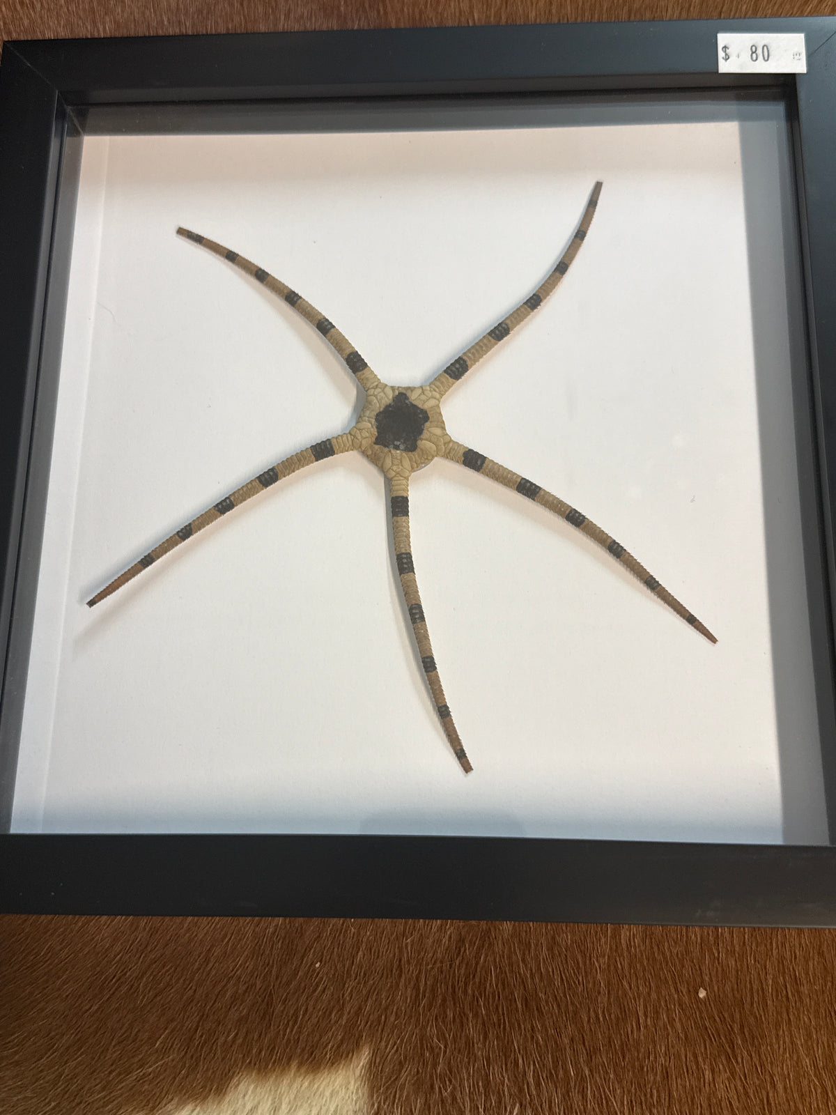 Brittle Starfish in a Frame