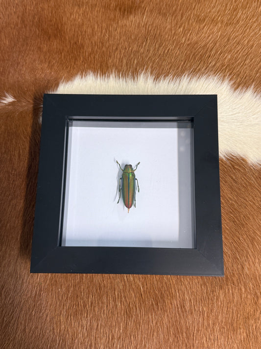 Chrysochroa aurora Jewel Beetle Frame - Pumpkin Cat Collectables