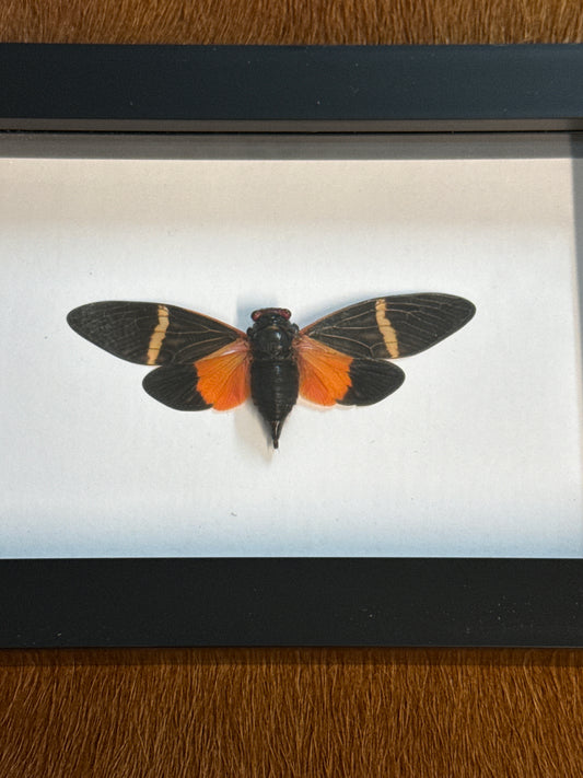 Tosena paviei Cicada in a Frame