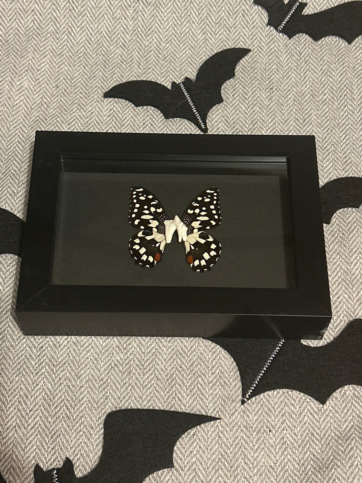 “Tooth Fairy” Frame