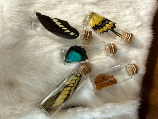 Butterfly Wing Jars - Pumpkin Cat Collectables