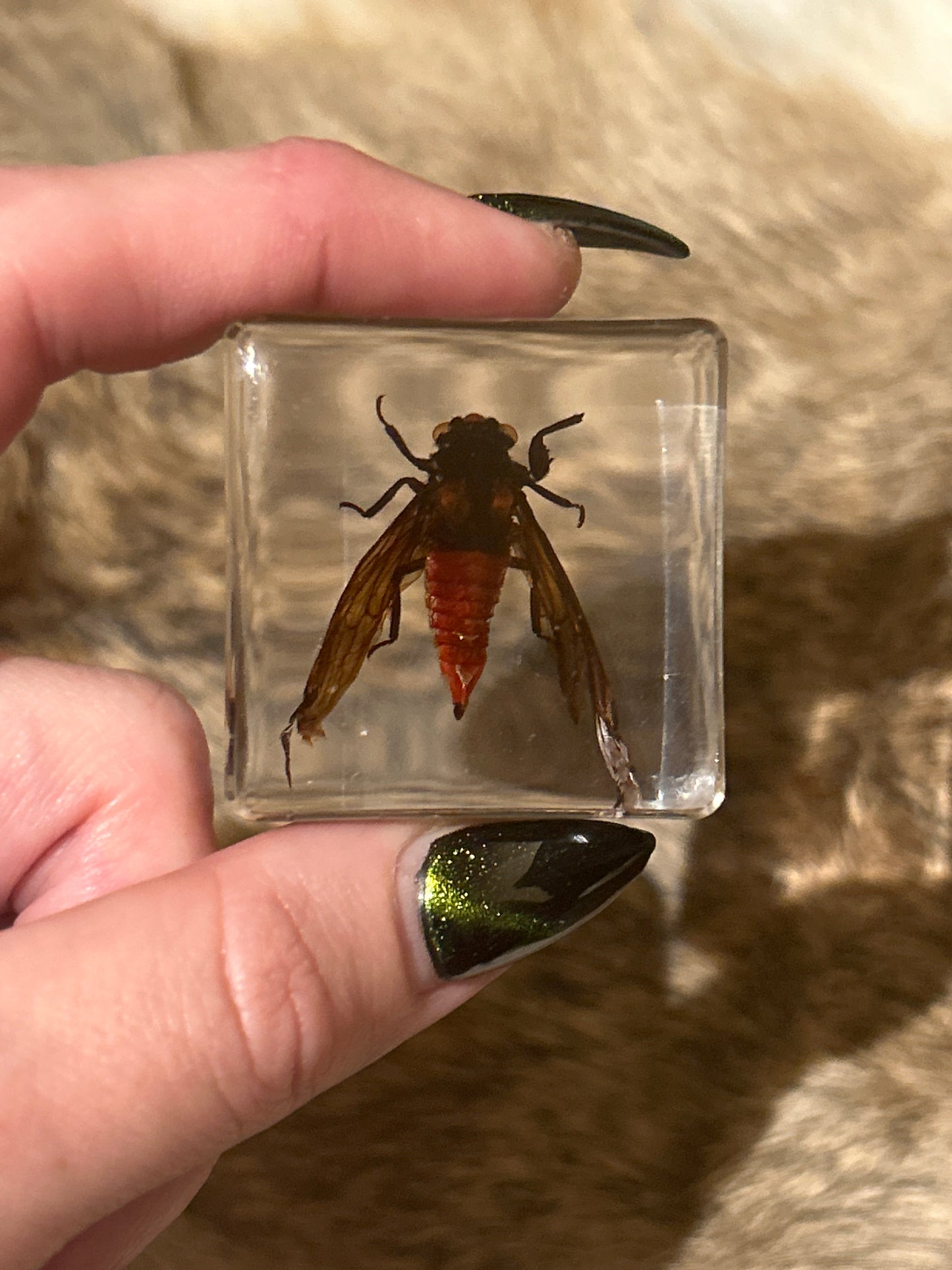 Small Cicada in Resin Block