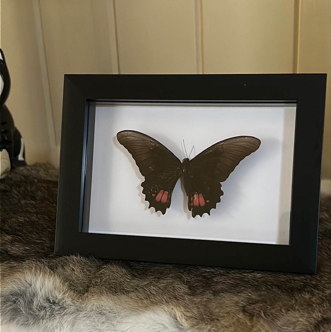 Papilio anchisiades Butterfly in a frame