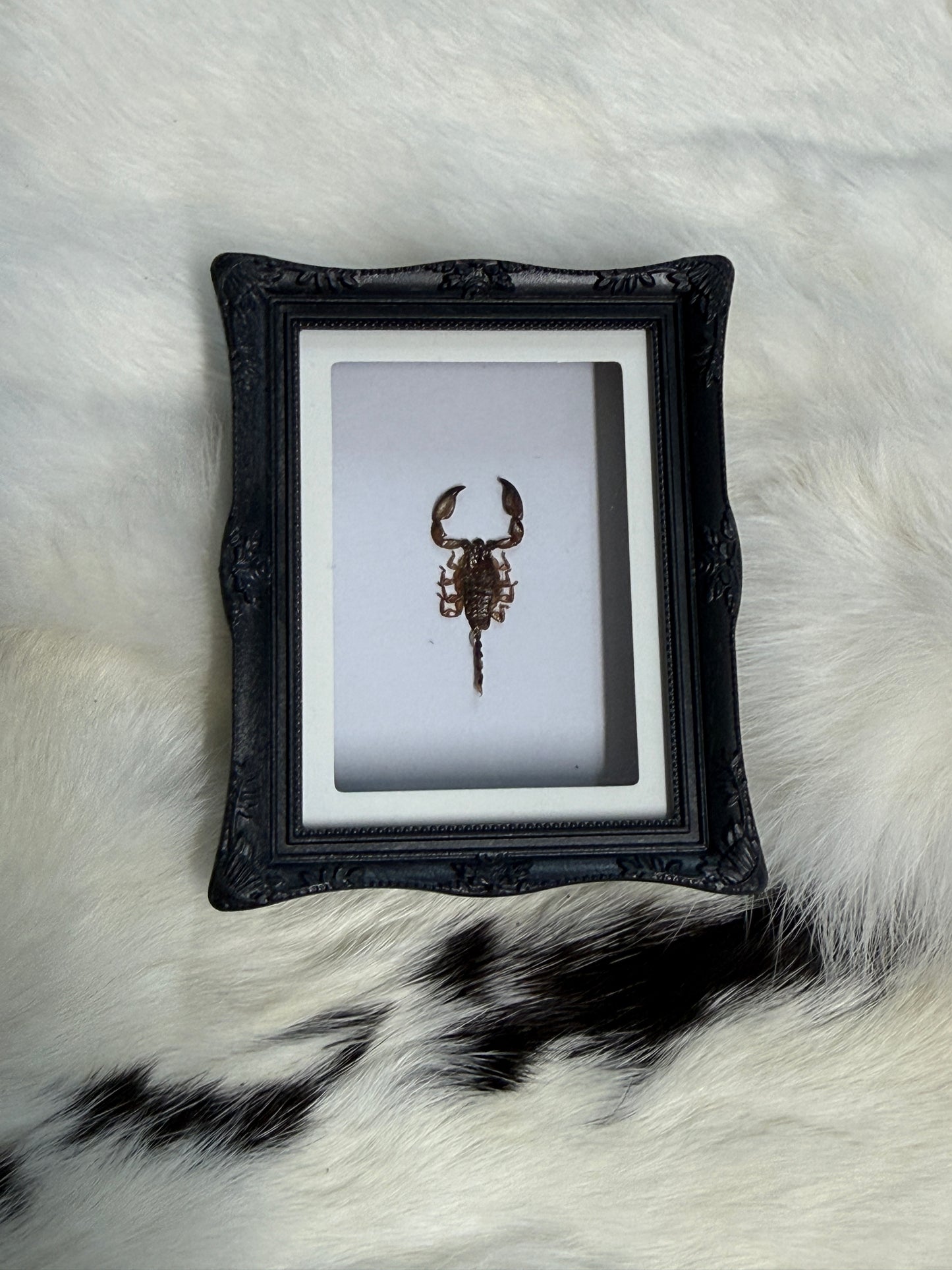 Bug Fridge Magnet Mini Frame - Pumpkin Cat Collectables