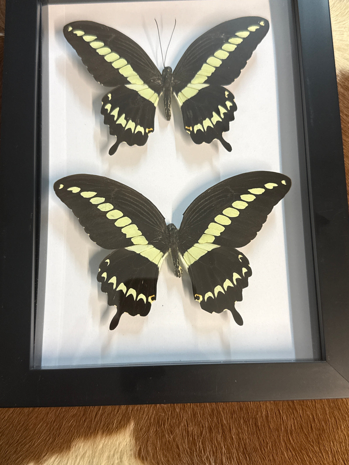 P. gigon Butterfly Duo Frame