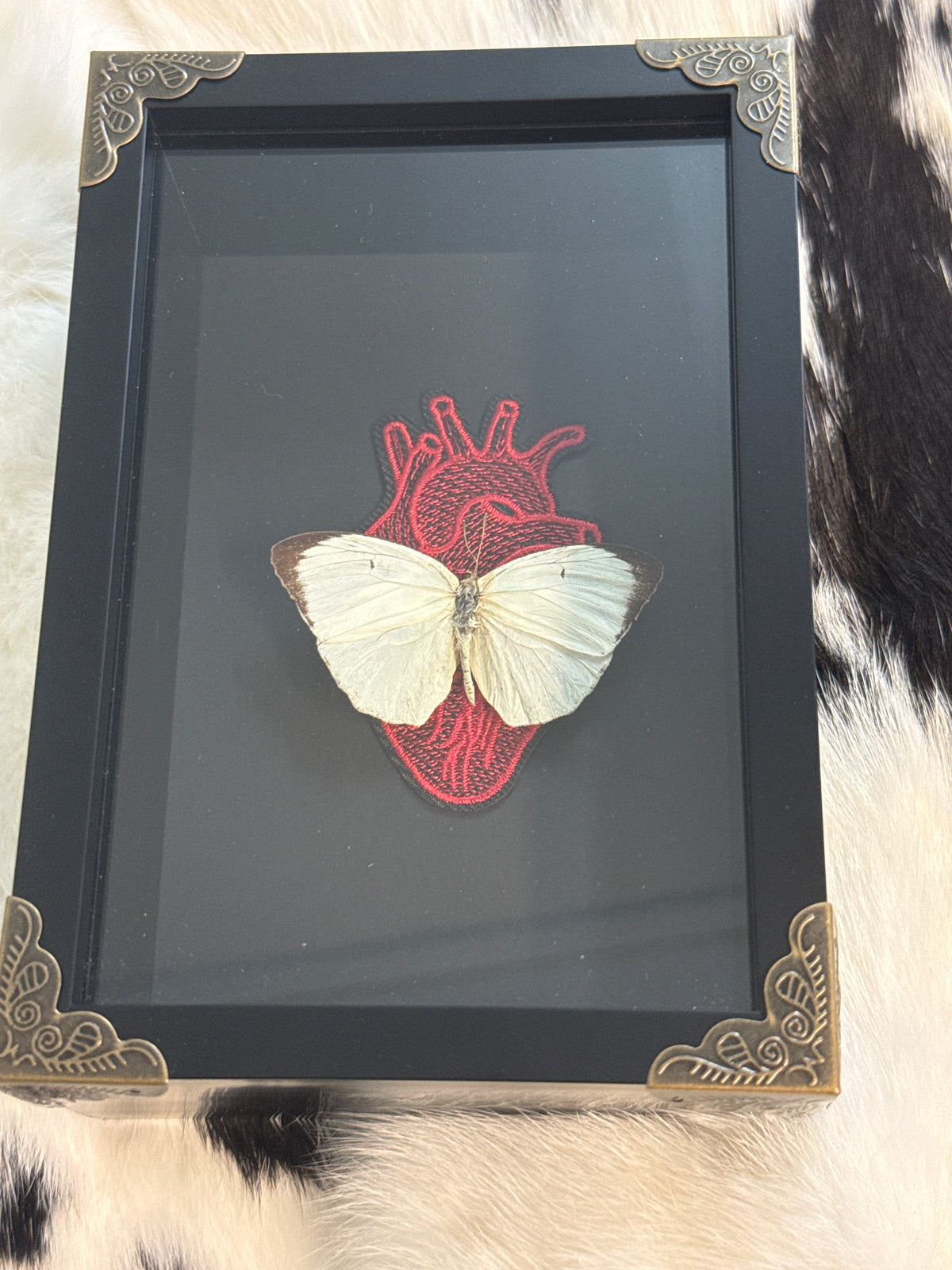 Catopsilla Pomona Butterfly Frame