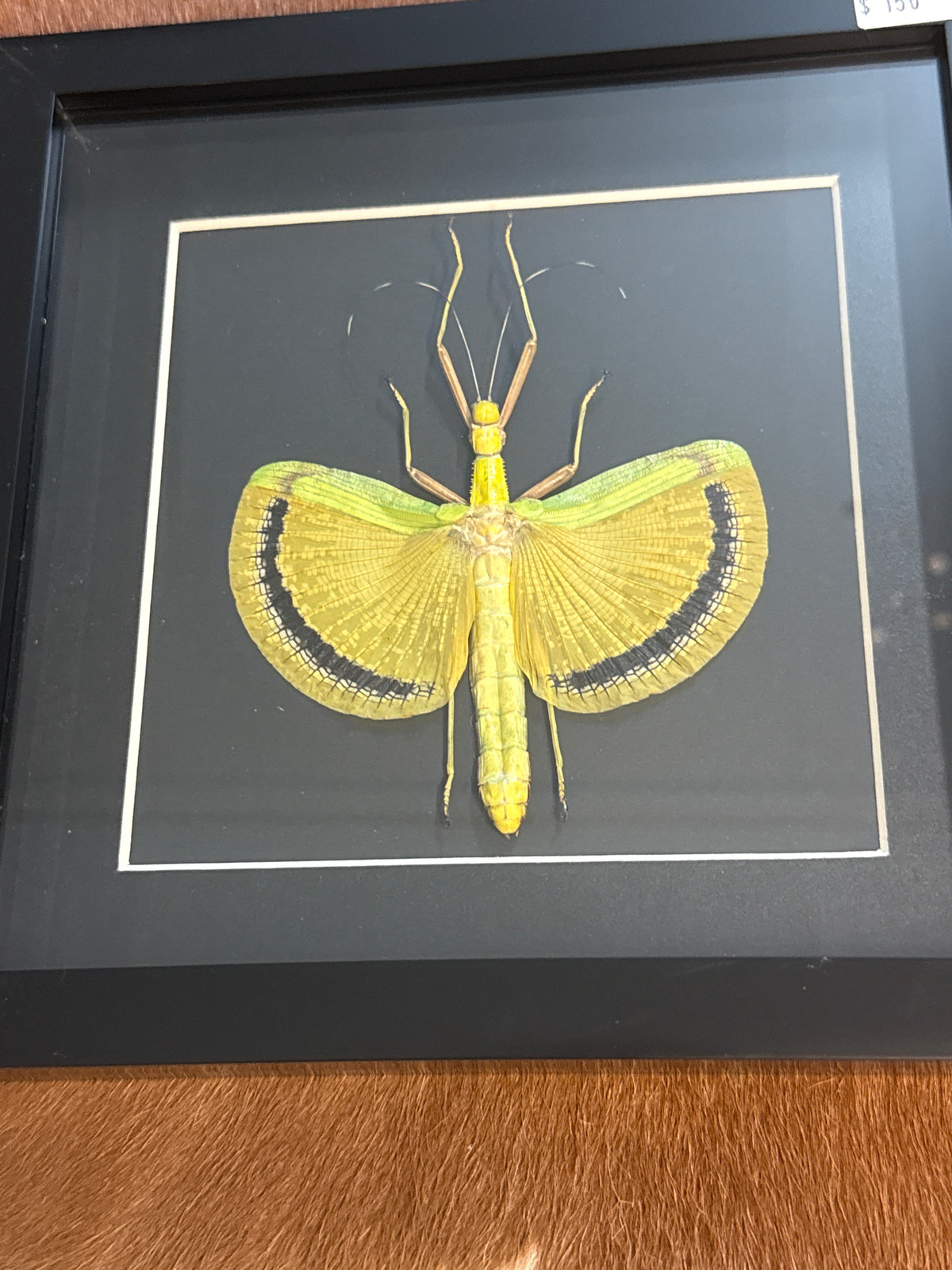 Umbrella Stick Insect (Eurynecroscia nigrofasciata) Frame