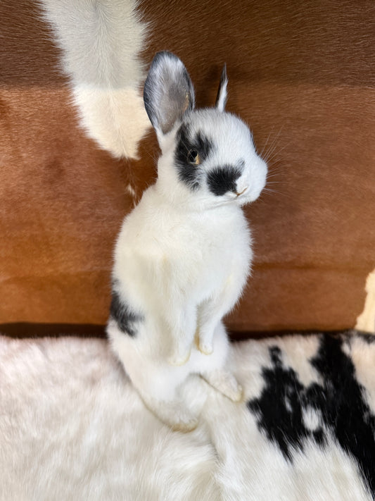 Taxidermy Bunny Mount 'Oleg' - Pumpkin Cat Collectables