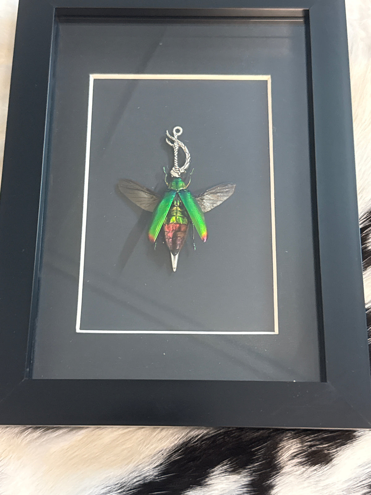 Green Jewel Beetle in a Frame