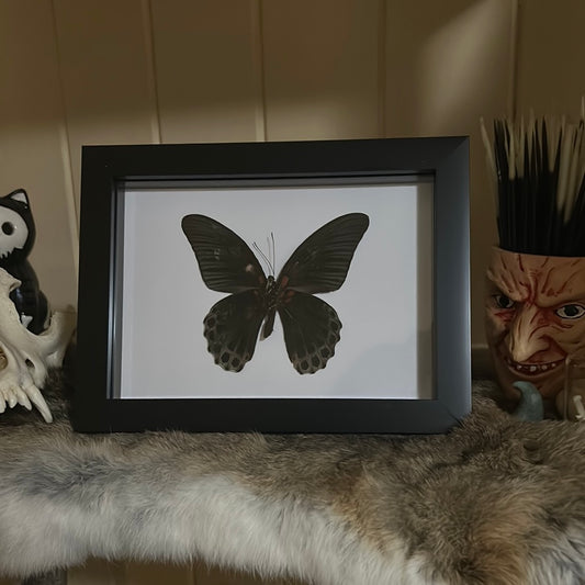 Papilio memnon Butterfly in a frame