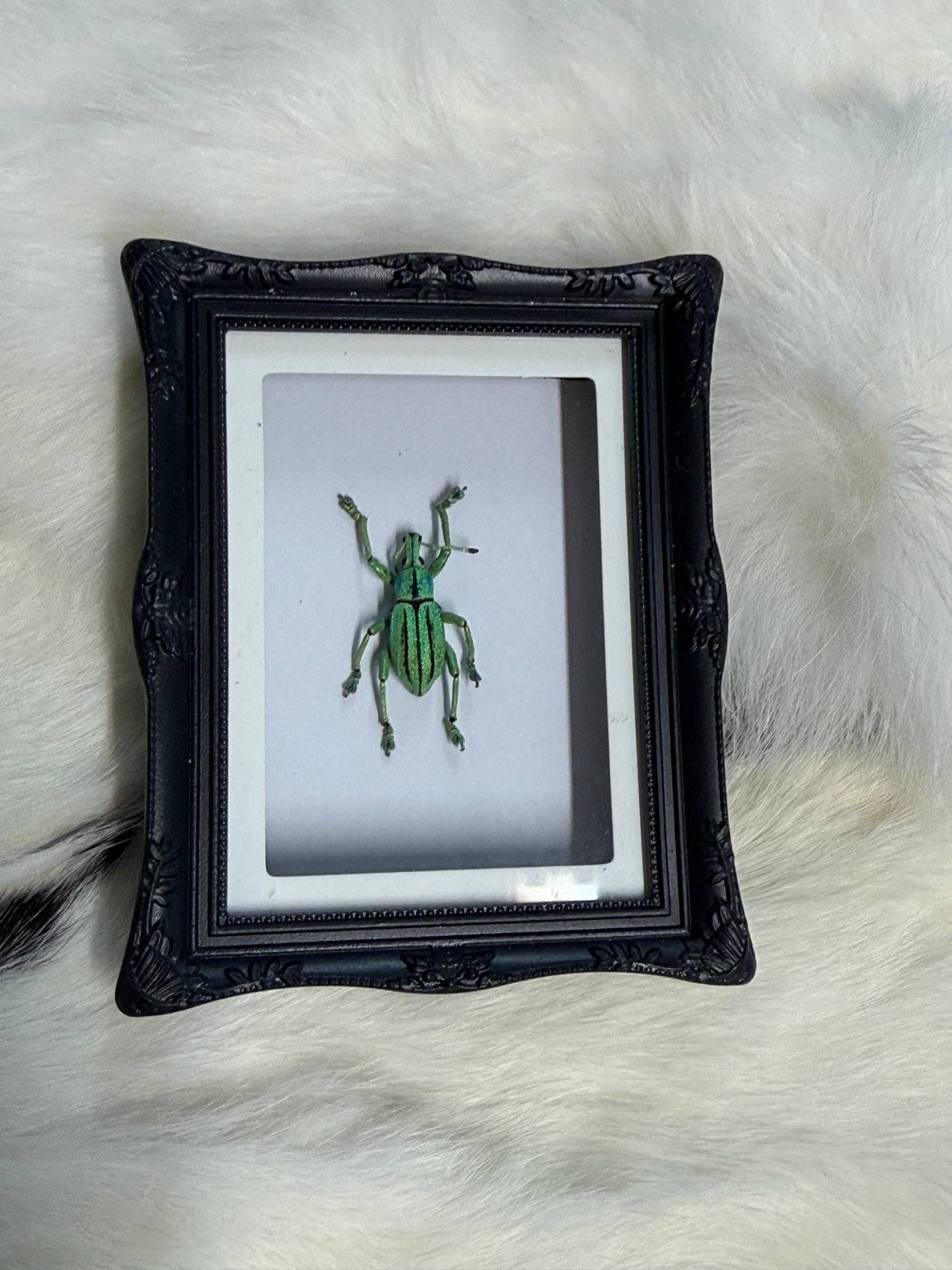 Bug Fridge Magnet Mini Frame - Pumpkin Cat Collectables