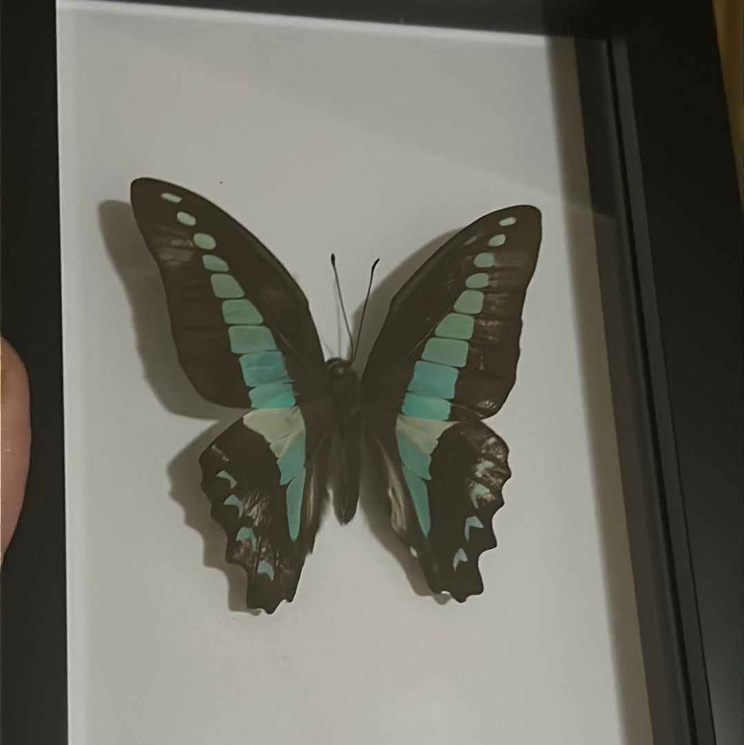 Common Bluebottle Butterfly in frame